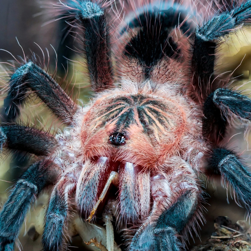 Platyomma Tarantula XL | Pamphobeteus sp. “Platyomma”
