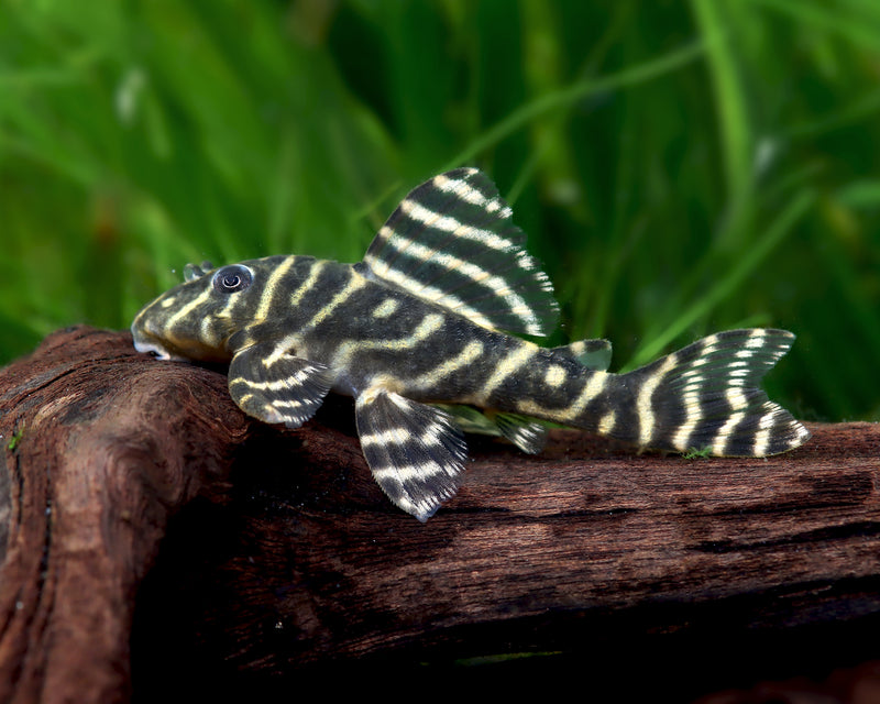 Plecostomus Mega Clown