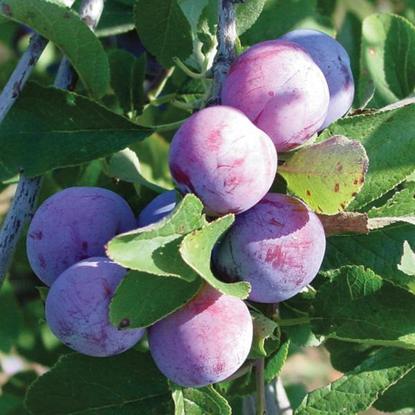 Plum 'Damson' 10 Litre