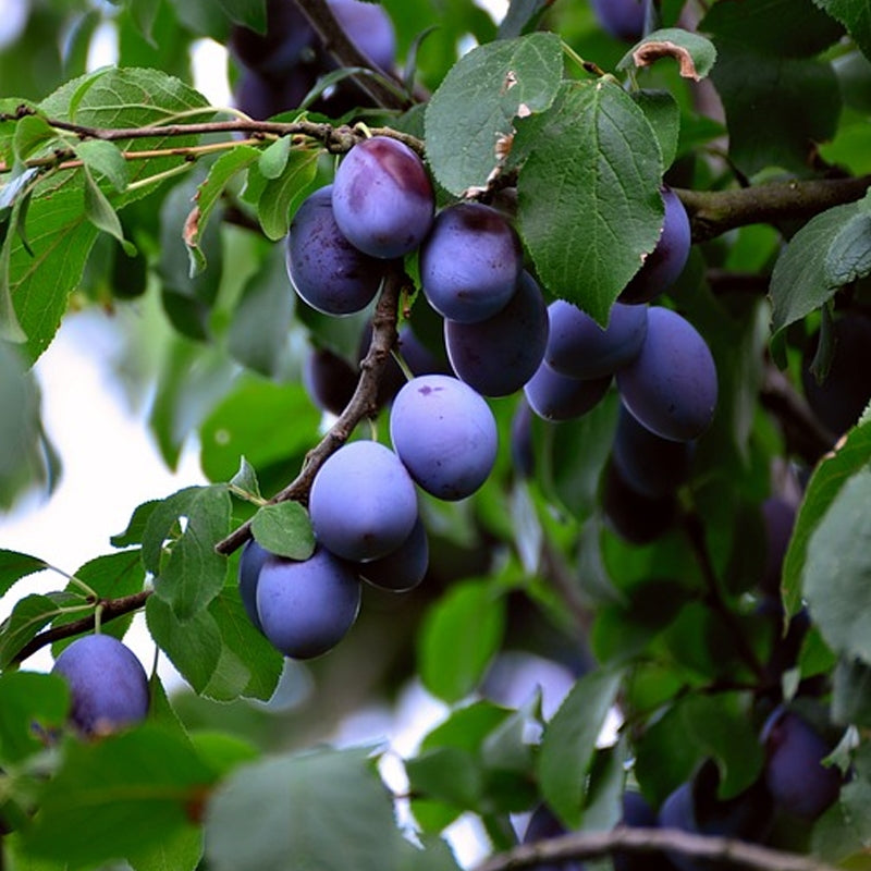Plum 'Damson' 10 Litre