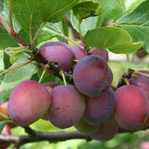 Plum 'Opal' 10 Litre