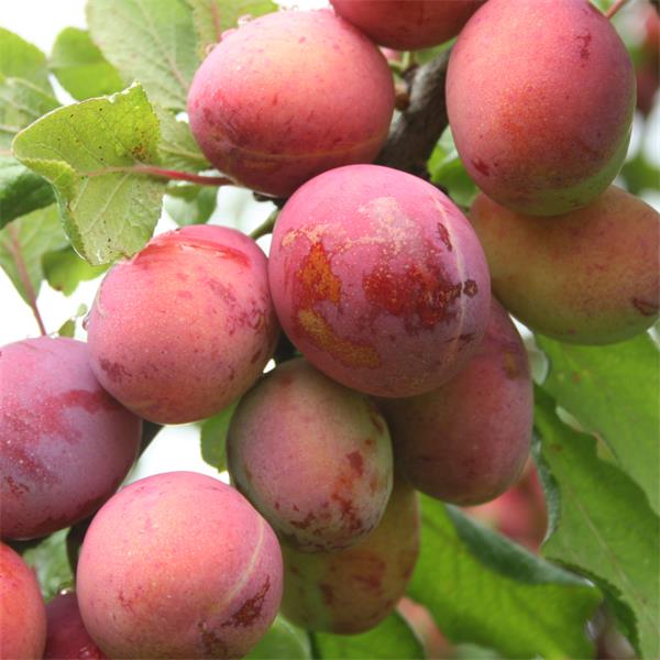 Plum 'Opal' 10 Litre