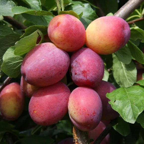 Plum 'Victoria' 10 Litre