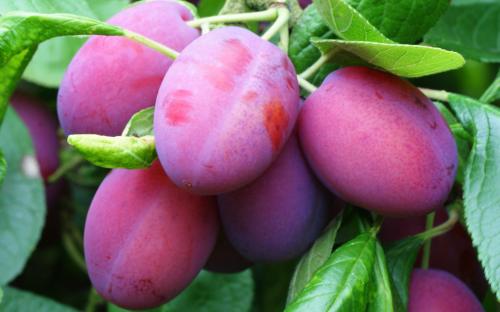 Plum 'Victoria' 10 Litre