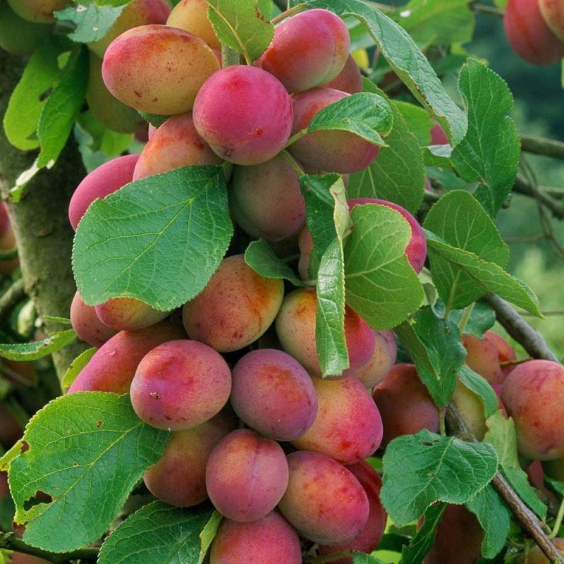 Plum 'Victoria' 10 Litre