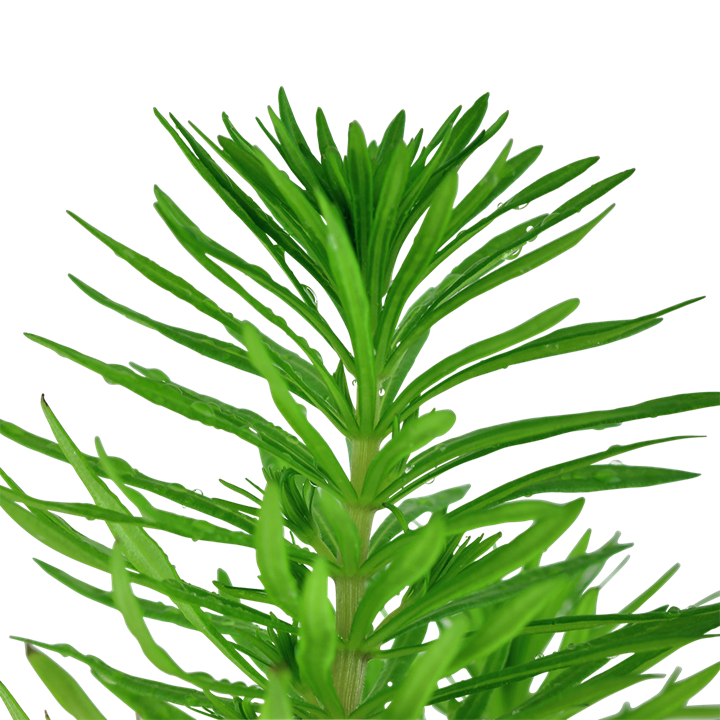 Pogostemon Deccanensis | aka Erectus