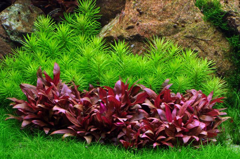 Pogostemon Deccanensis | aka Erectus