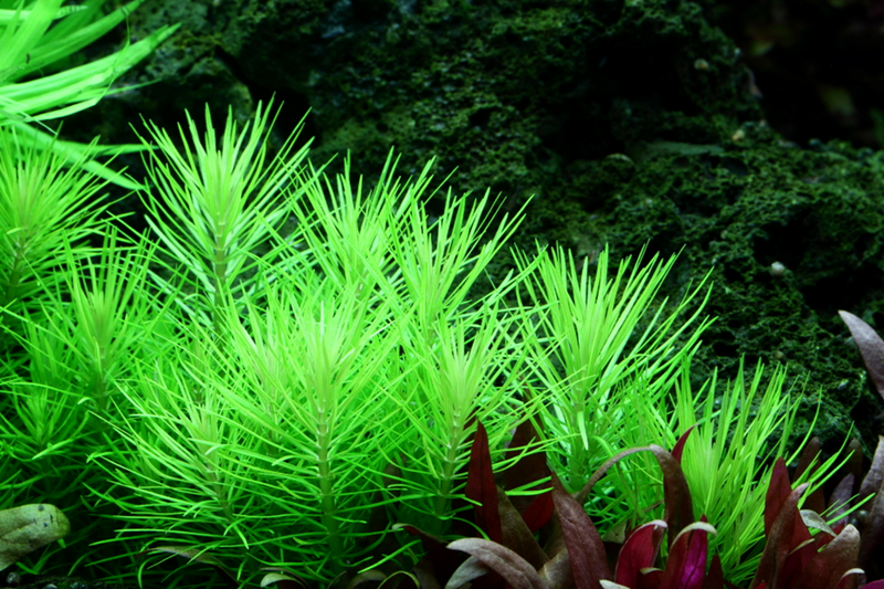 Pogostemon Deccanensis | aka Erectus