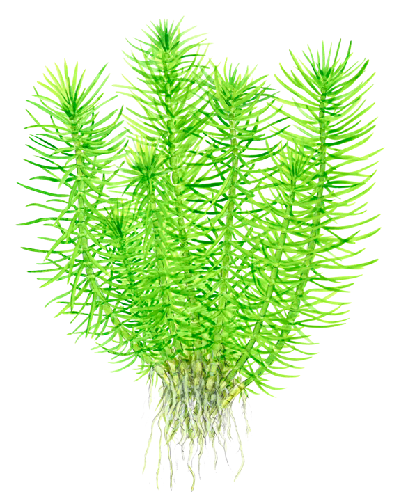 Pogostemon Deccanensis | aka Erectus