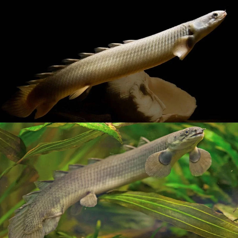 Polypterus Senegalus |  Senegal Bichir