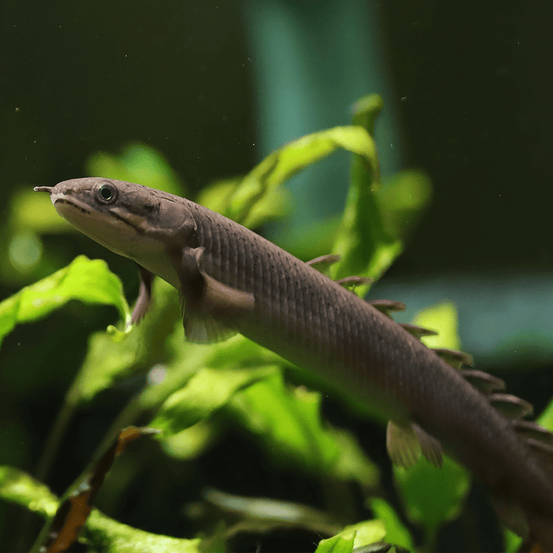 Polypterus Senegalus |  Senegal Bichir