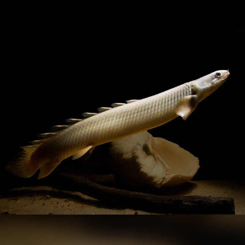 Polypterus Senegalus |  Senegal Bichir