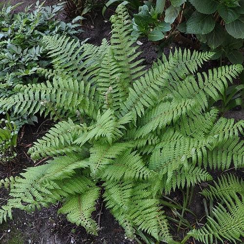 Polystichum setiferum 2L