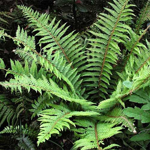 Polystichum setiferum 2L