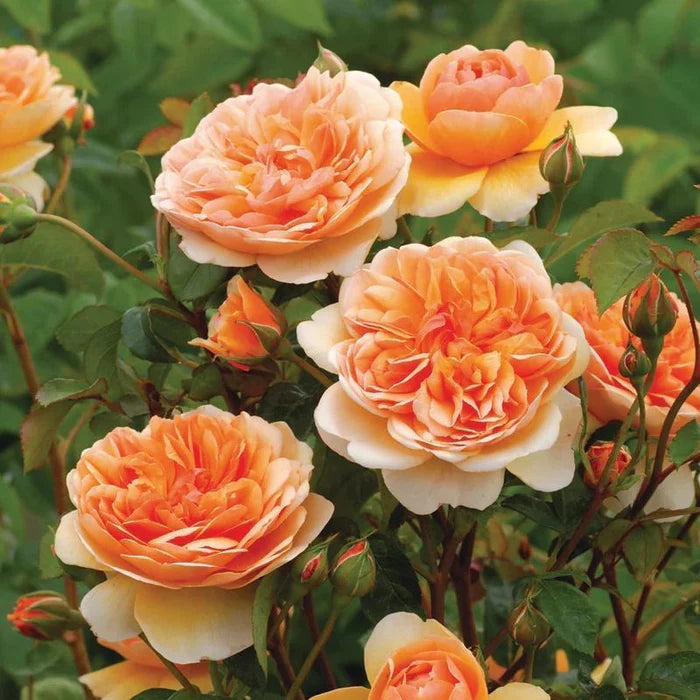 Port Sunlight David Austin Fragrant Rose (5 Litre)