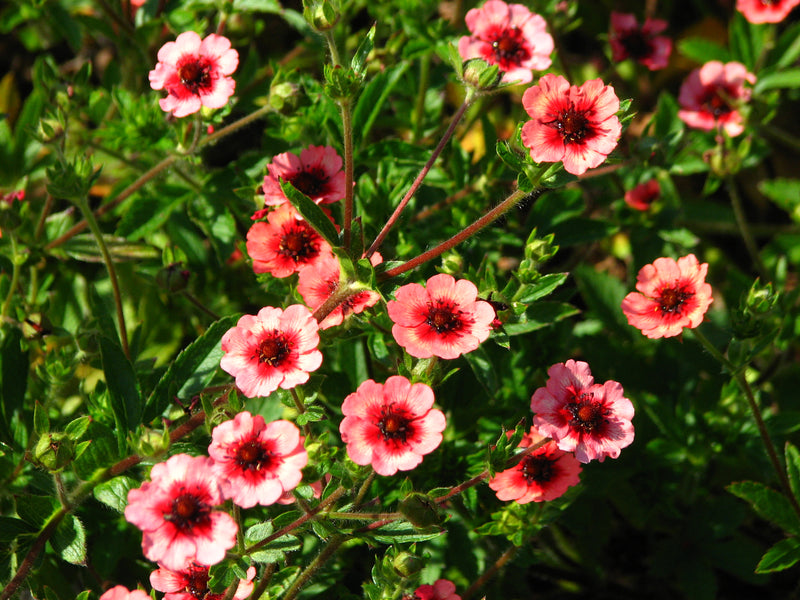 Potentilla nepalensis Miss Willmott (9cm)