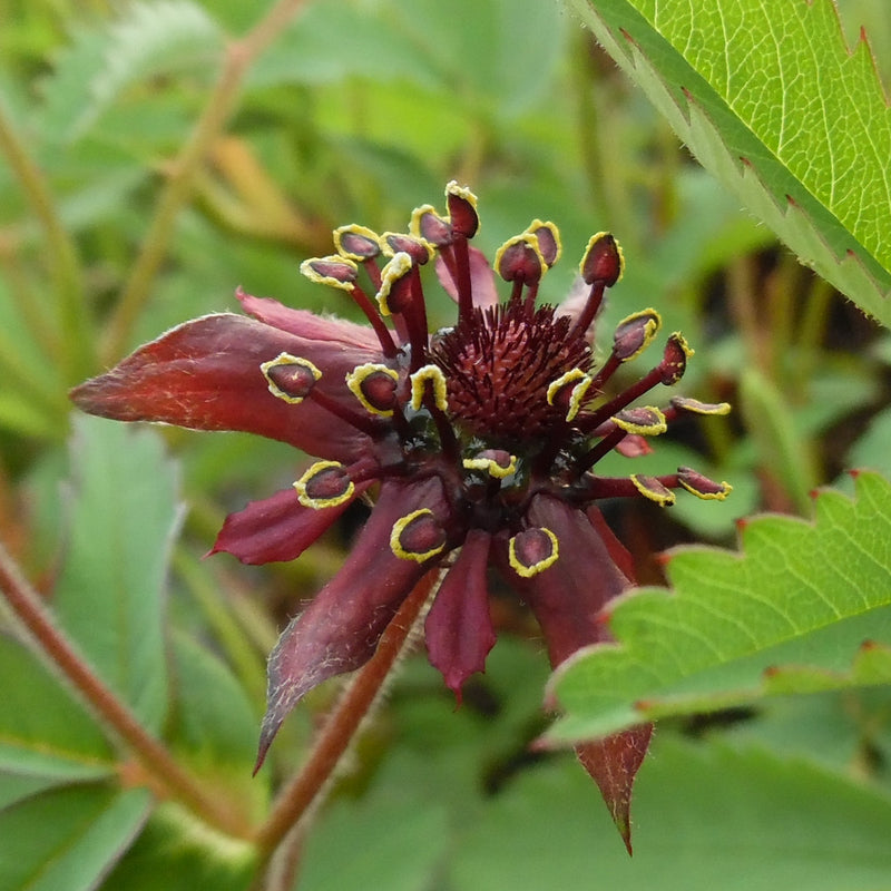 Potentilla palustris | Bogbean Cinquefoil P9