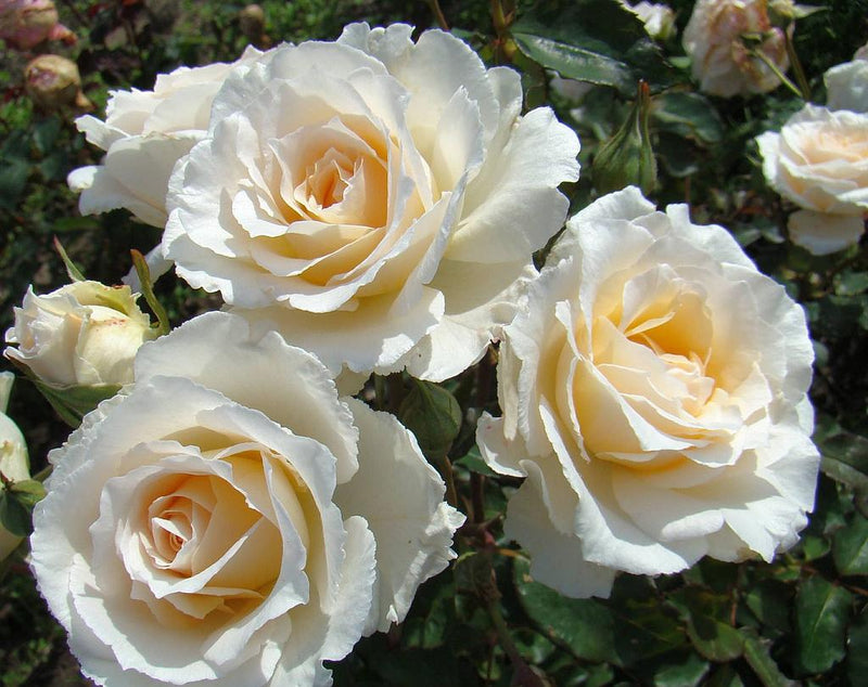 Poustinia Floribunda Rose 4.5 Litre