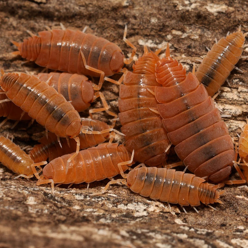 Powder Orange Isopod 10 Pack