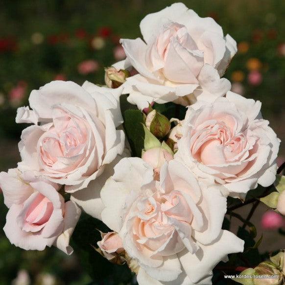 Pretty Parfuma Kordes Rose 5 Litre