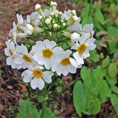 Primula Japonica 'Alba' | Japanese primrose (2 Litre)