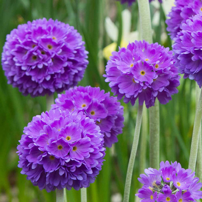 Primula denticulata Blue
