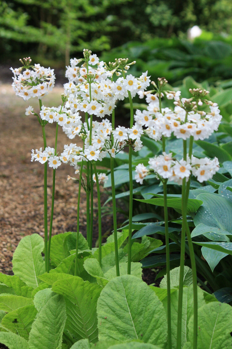 Primula Japonica 'Alba' | Japanese primrose (2 Litre)