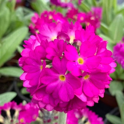 Primula denticulata Ruby 9cm