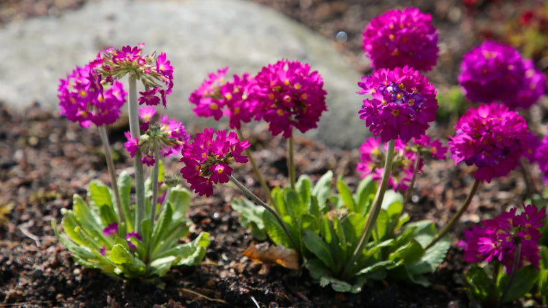 Primula denticulata Ruby 9cm