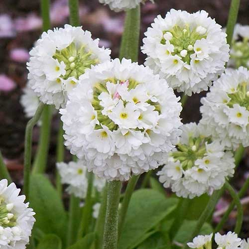 Primula denticulata White 9cm