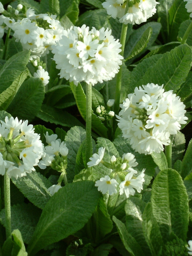 Primula denticulata White 9cm