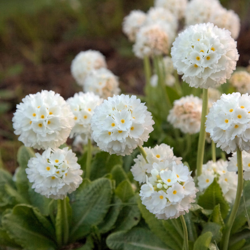 Primula denticulata White 9cm