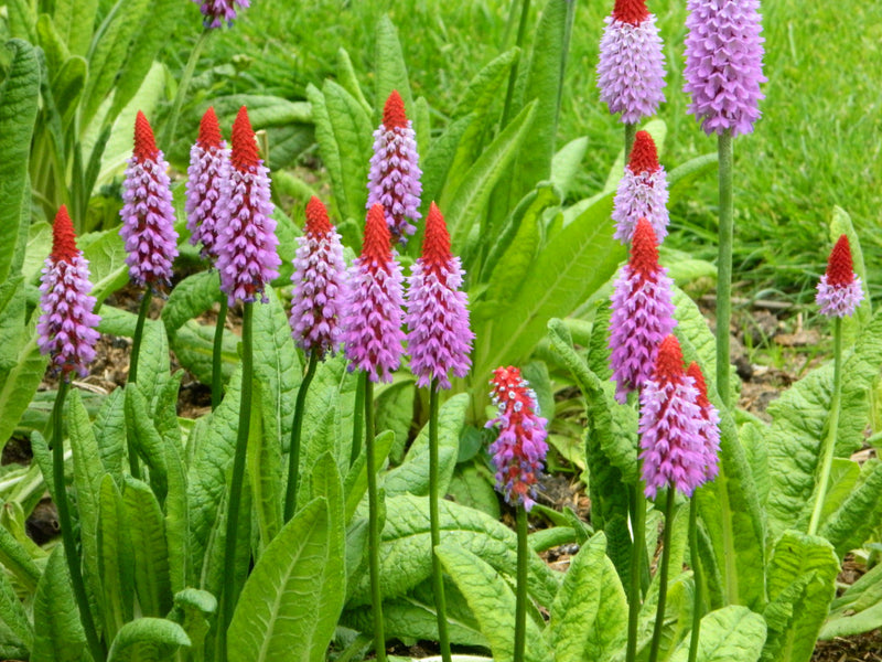 Primula vialii P9