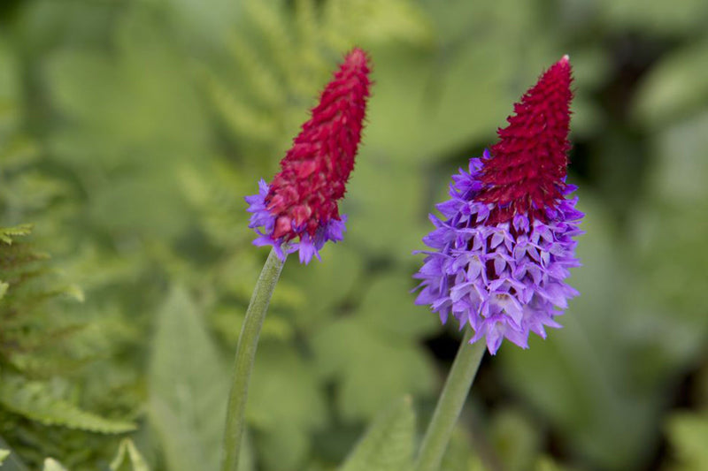 Primula vialii P9