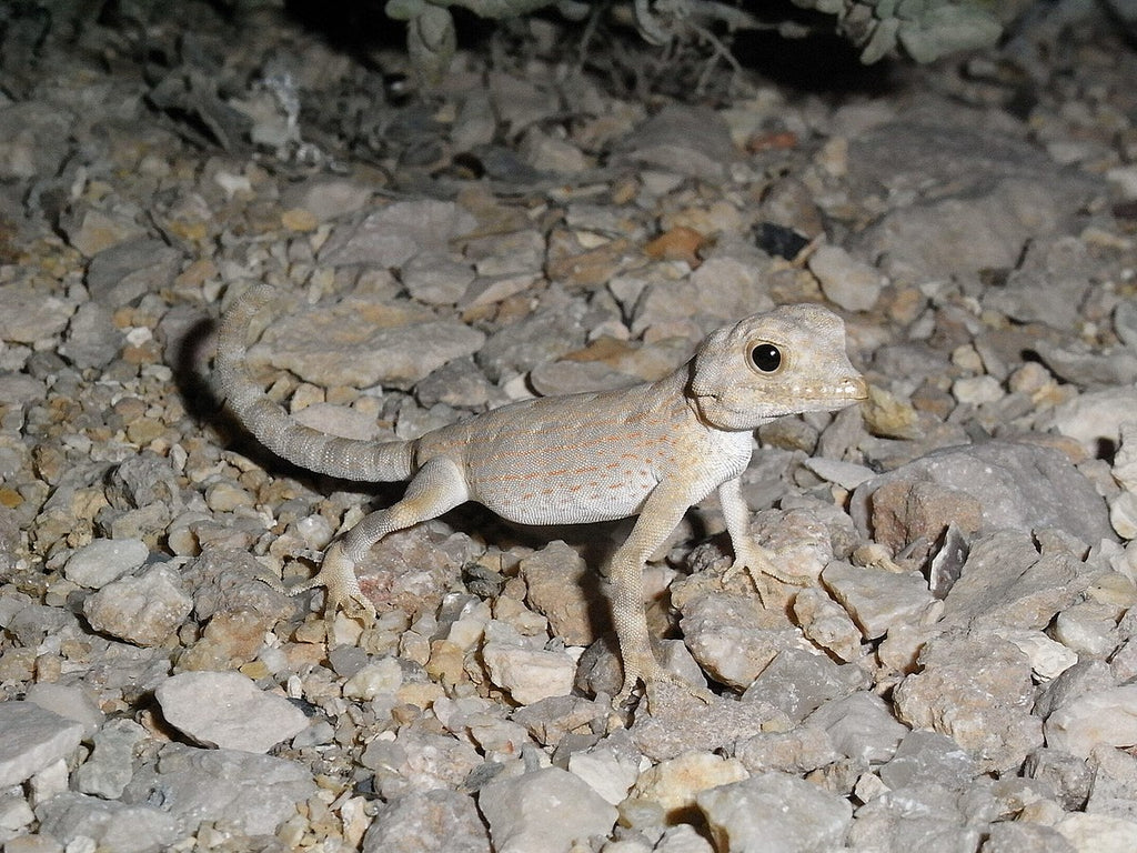 Buy Lizards Online Ireland | Buy Geckos Online | Massive Range of ...