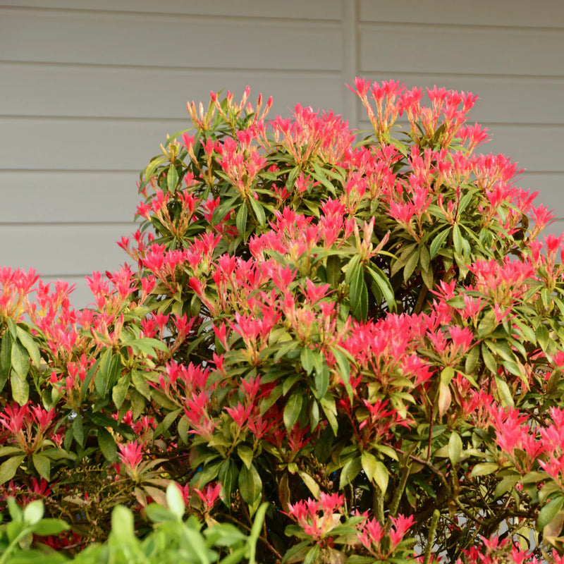 Lily-of-the-Valley Shrub 'Forest Flame' — Pieris 'Forest Flame' (2 Litre)