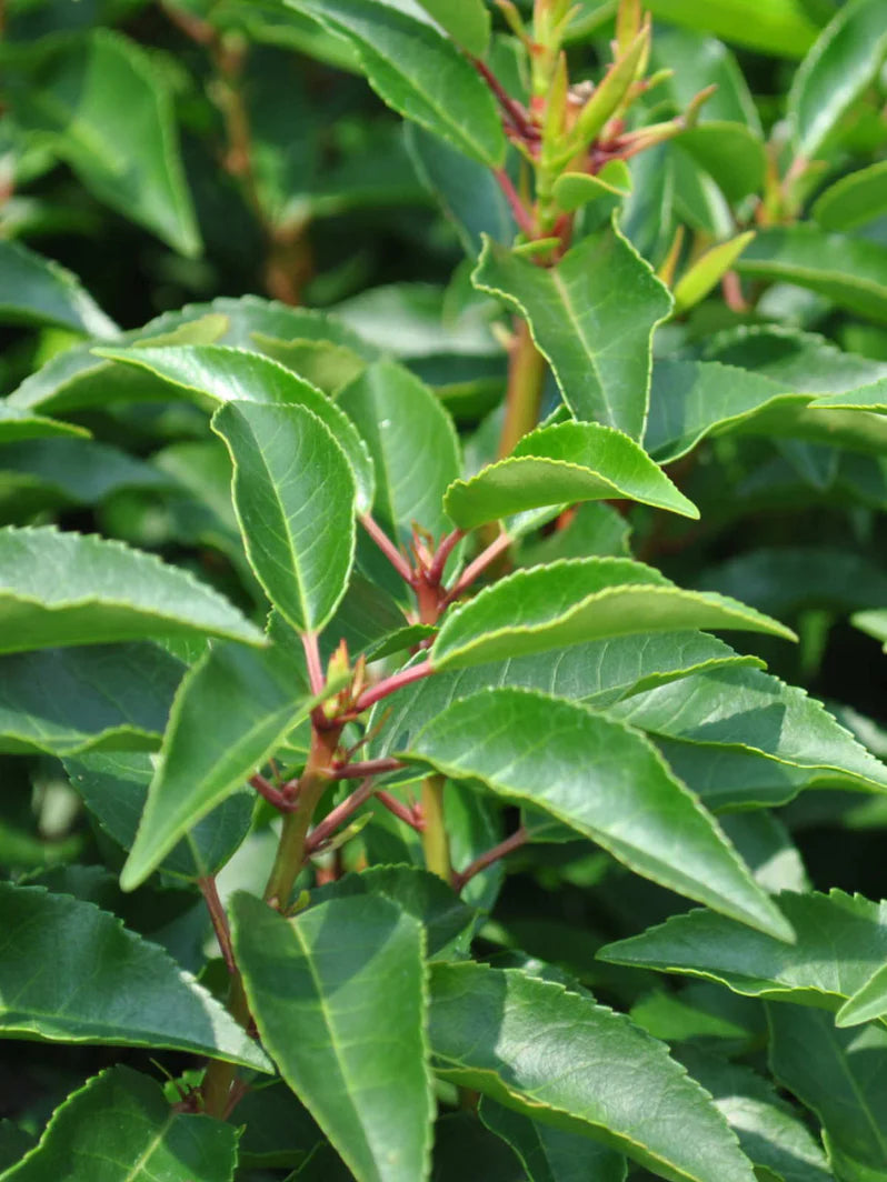 Prunus lusitanica 'Angustifolia' | Portuguese Laurel (2 Litre | 30-40cm)
