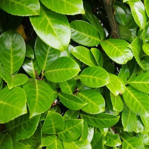 Prunus laurocerasus Rotundifolia  - Common Laurel (3 Litre 60-80cm Tall)