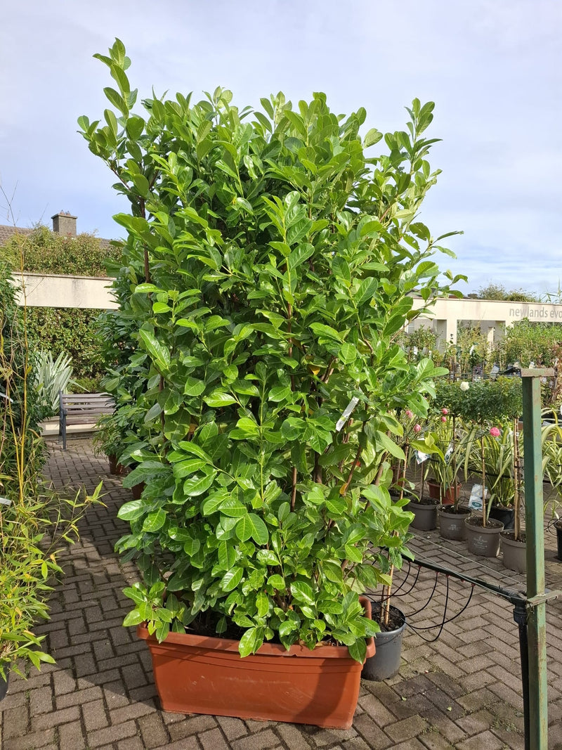 Prunus lusitanica 'Angustifolia' Trough | Portugese Laurel (110 Litre Trough 100 x 180cm)