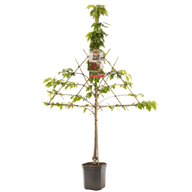 Fan-trained Stella Cherry Tree | Prunus avium 'Stella'