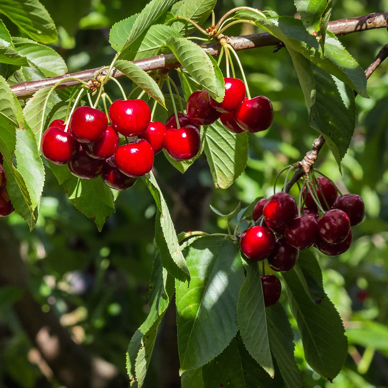 Fan-trained Stella Cherry Tree | Prunus avium 'Stella'