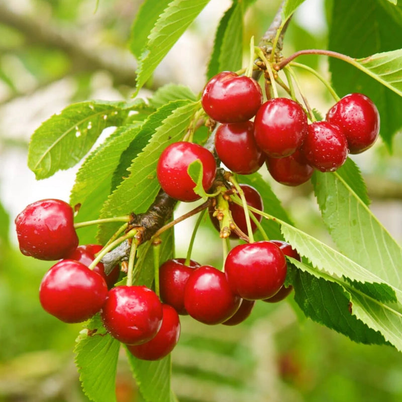 Fan-trained Stella Cherry Tree | Prunus avium 'Stella'