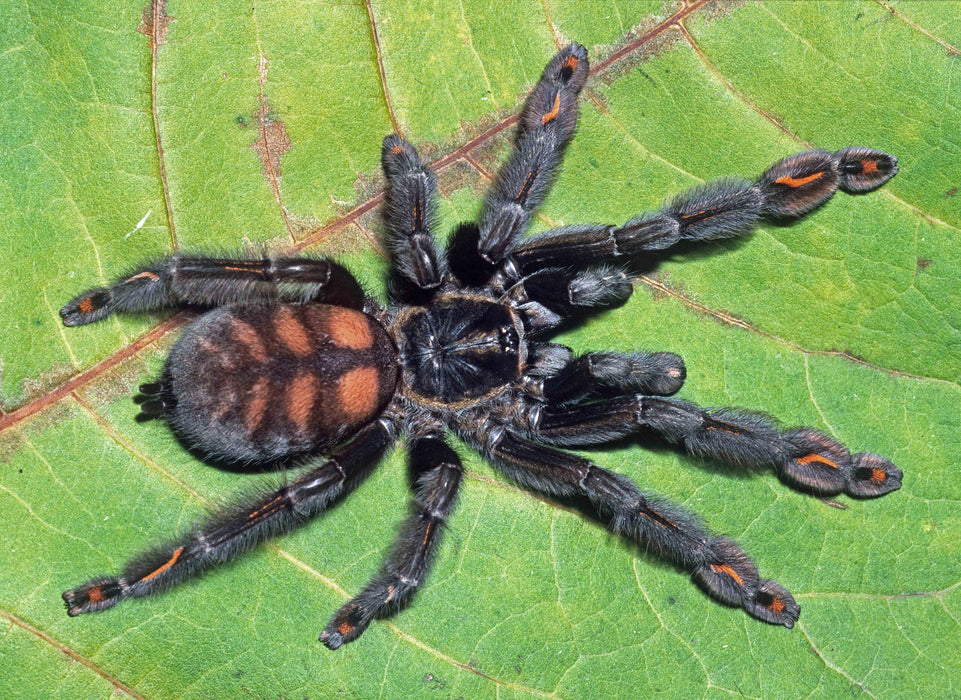 Venezuelan Suntiger Tarantula | Psalmopoeus irminia (Sml)
