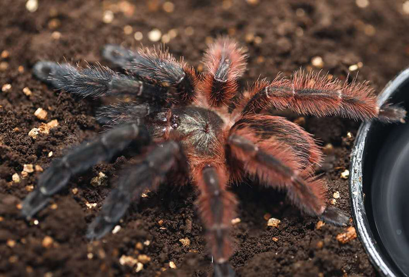 Darth Maul Tarantula | Psalmopoeus victori (S)