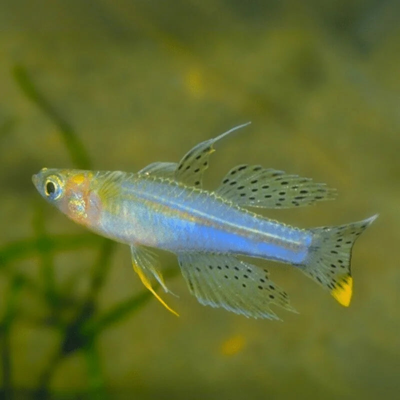 Pseudomugil Paskai ML