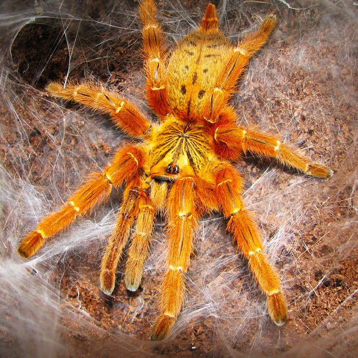 Orange Baboon Tarantula | Pterinochilus murinus (med)