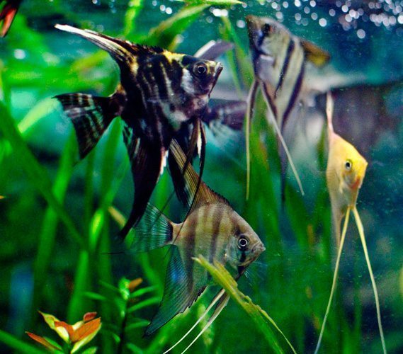 Angelfish Assorted (Large)