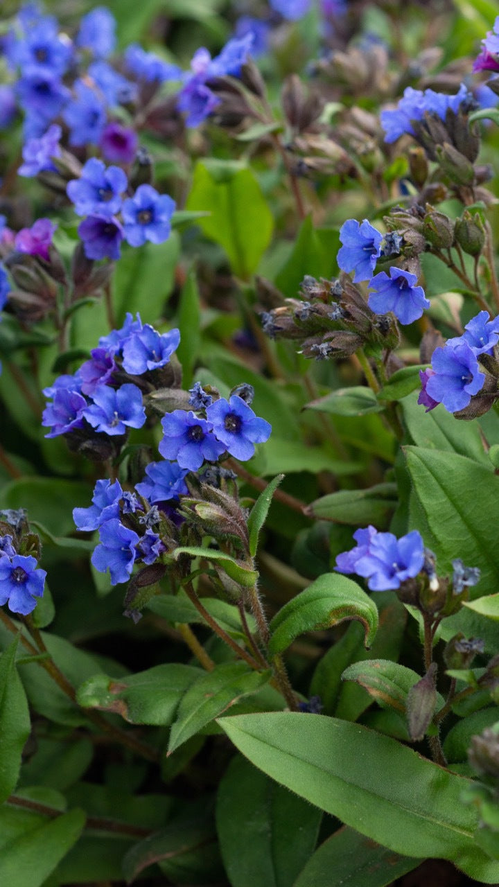 Lungwort 'Blue Ensign' – Pulmonaria 'Blue Ensign'