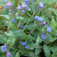Pulmonaria 'Majeste' 2 Litre