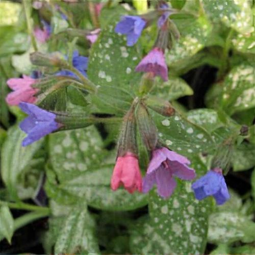 Pulmonaria 'Majeste' 2 Litre
